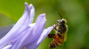 Les abeilles "comptent" de gauche &agrave; droite
