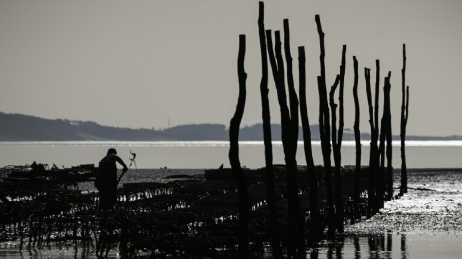 Bassin d'Arcachon: un an apr&egrave;s la pollution, la fili&egrave;re ostr&eacute;icole peine &agrave; se relever