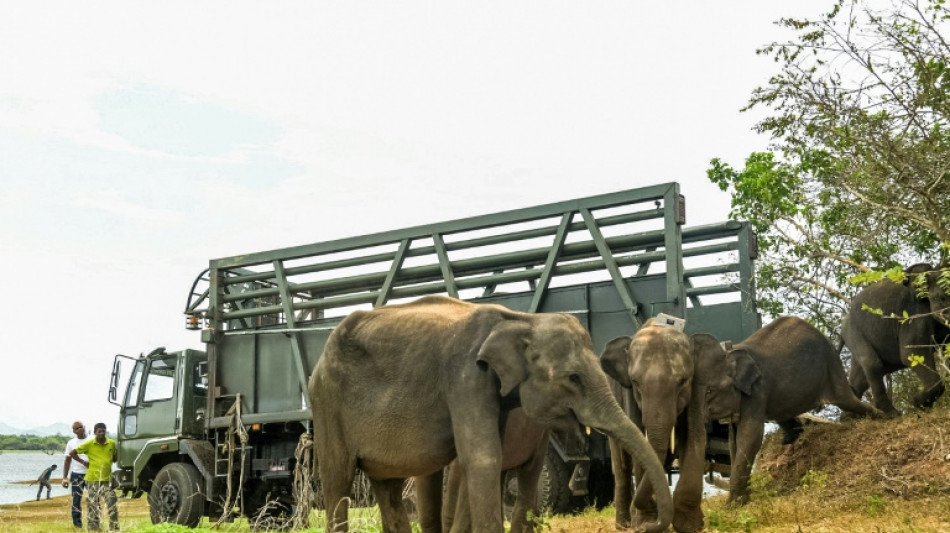 Sri Lanka returns orphaned elephants to the jungle