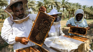 Abejas de Irak luchan contra la sequ&iacute;a para producir su miel