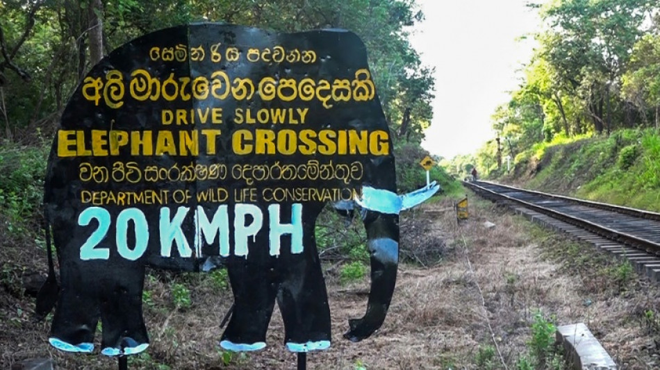 Au Sri Lanka, encore un &eacute;l&eacute;phant sauvage tu&eacute; par un train