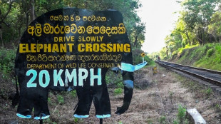 Au Sri Lanka, encore un &eacute;l&eacute;phant sauvage tu&eacute; par un train