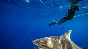 Bull sharks linger in warming Sydney waters