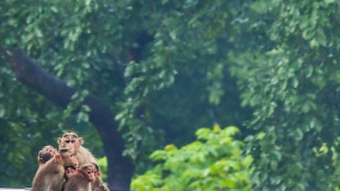 Une &eacute;tude controvers&eacute;e sur les singes ravive le d&eacute;bat autour des essais sur les animaux