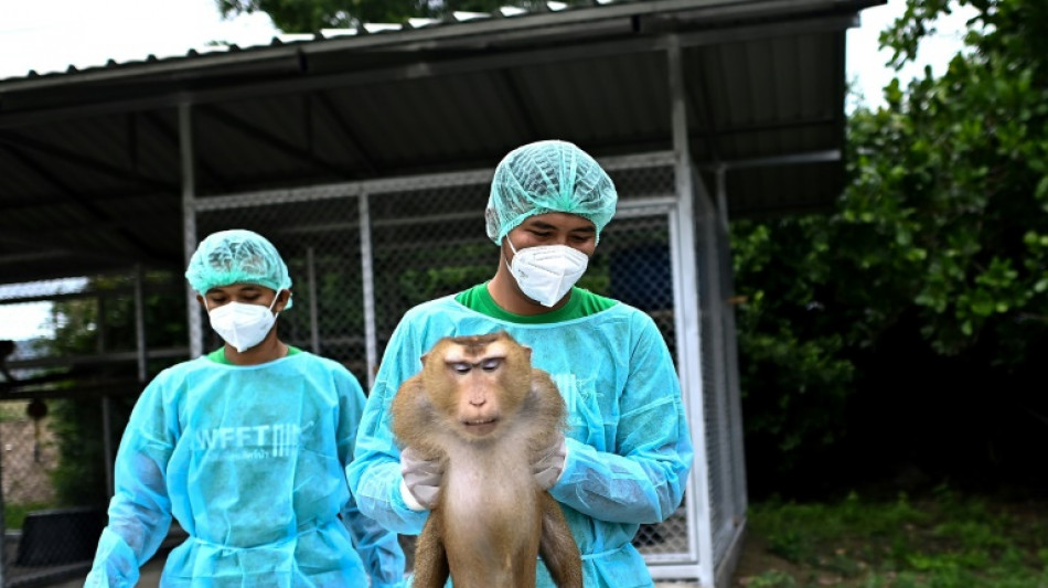 Un nuevo hospital en Tailandia trata desde monos hasta elefantes explotados y maltratados