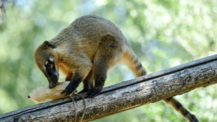 Entlaufener Nasenbär sorgt in Sachsen für Polizeieinsatz