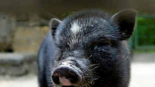 Th&uuml;ringen: Frau findet H&auml;ngebauchschwein auf Garagendach  