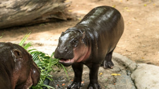 Hippo birthday: Thai internet sensation Moo Deng turns one