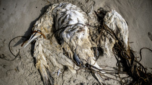 Pourquoi des centaines d'oiseaux morts sont d&eacute;couvert chaque ann&eacute;e sur la c&ocirc;te Atlantique