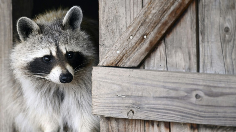 Deutscher Jagdverband: Waschb&auml;ren breiten sich in Deutschland weiter aus