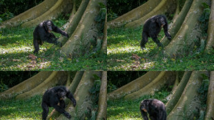 Les chimpanz&eacute;s tambourinent en rythme et de mani&egrave;res diff&eacute;rentes, selon une &eacute;tude