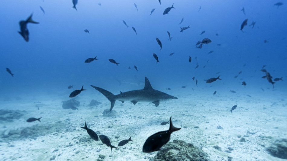 L'exploitation mini&egrave;re en haute mer pourrait affecter la vie marine, selon une &eacute;tude