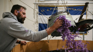 Gr&egrave;ce: dans les champs violets, la production de safran ravag&eacute;e par la s&eacute;cheresse