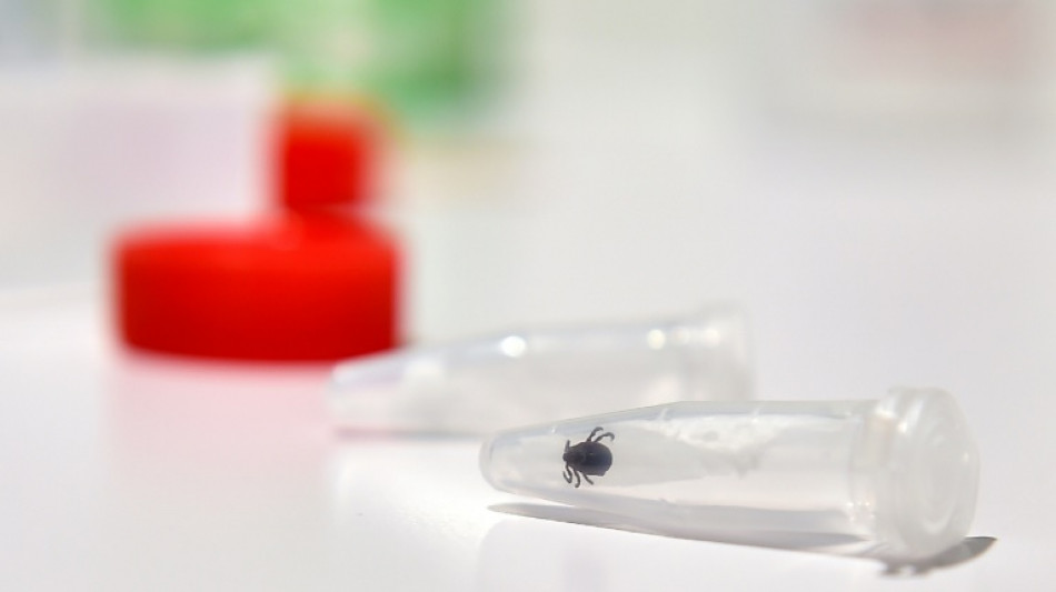 Durch Zecken übertragene Krankheit FSME: Neun Tote in Deutschland im Jahr 2023