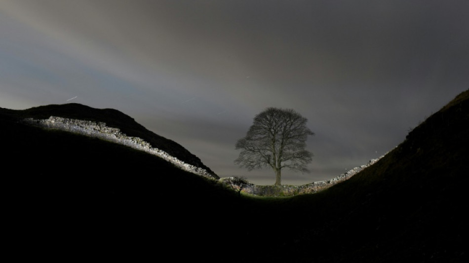 Two men who chopped down iconic UK tree handed jail sentences