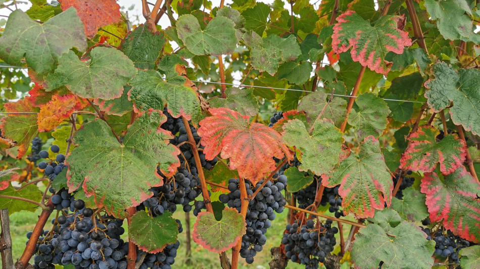 Export vino da Italia a 4,9 miliardi, soprattutto verso Usa