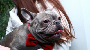 R&auml;tsel um Hund mit drei Namen h&auml;lt Polizei in Bochum auf Trab