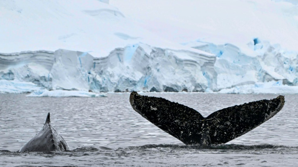Les vagues de chaleur marine, nouvelle menace pour les baleines &agrave; bosses ?