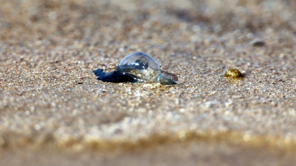 Les physalies, très urticantes, s'invitent sur les plages du Sud Ouest