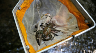 Freilaufende Flusskrebse in Kölner S-Bahn sorgen für Einsatz der Bundespolizei 