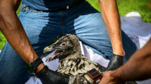 Le retour prometteur mais fragile du gypa&egrave;te barbu dans le Vercors