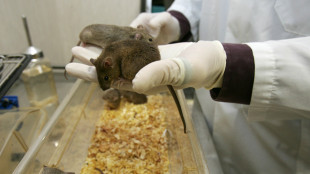 Nuovo farmaco anti-obesit&agrave;, da test su animali -12% del peso