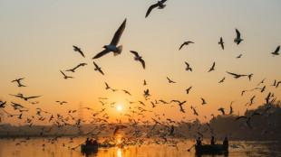 Serbatori West Nile in uccelli migratori, colpiti anche gabbiani