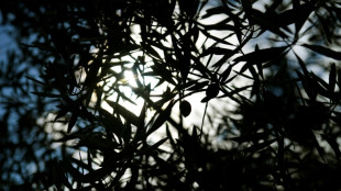 La UE puede exigir sanciones a EEUU por las olivas espa&ntilde;olas, seg&uacute;n la OMC