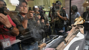 Paleont&oacute;logos identificam cr&acirc;nio de golfinho de 16 milh&otilde;es de anos que habitou a Amaz&ocirc;nia peruana