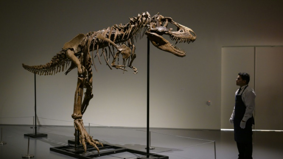 Un squelette de Gorgosaurus vendu 6,1 millions de dollars &agrave; New York