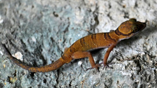 Du karst cambodgien jaillissent de nouvelles espèces animales