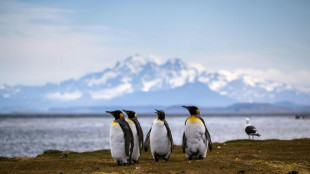 Les manchots empereurs p&eacute;rissent avec la fonte record de la banquise, selon une &eacute;tude