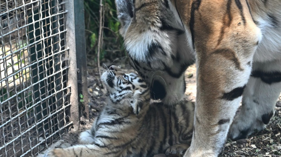 Mutter verweigerte Aufzucht: Zoo Leipzig schl&auml;fert drei Tigerjunge ein 