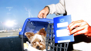 Marted&igrave; primo volo con 2 cani in cabina senza trasportino