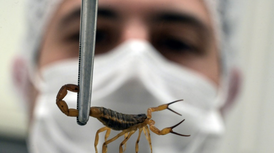 Escorpiões são mais letais do que nunca no Brasil