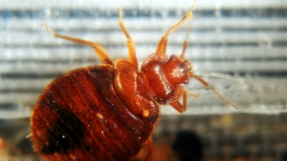 Fran&ccedil;a lan&ccedil;a a&ccedil;&atilde;o contra infesta&ccedil;&atilde;o de percevejos