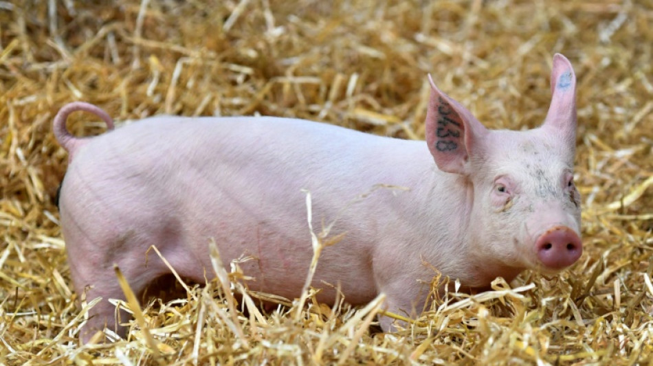 Umweltbundesamt fordert weniger Tiere und h&ouml;here Mehrwertsteuer auf Fleisch