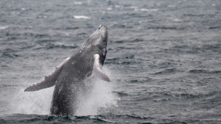 Antilles: l'Ifremer annule une campagne de recherche apr&egrave;s une d&eacute;cision de justice