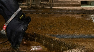 No Jap&atilde;o, esterco de vaca pode ser combust&iacute;vel para o espa&ccedil;o