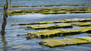 En baie de Morlaix, les ostr&eacute;iculteurs submerg&eacute;s par les mar&eacute;es vertes