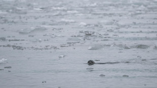 Negli abissi della Groenlandia una fuoriuscita di gas che brulica di vita