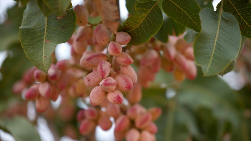 Las crecientes sequ&iacute;as alientan el boom del pistacho en Espa&ntilde;a