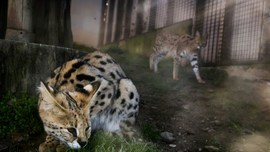 Un refuge pour servals abandonn&eacute;s, victimes d'une mode sur les r&eacute;seaux 
