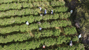 En Arabie saoudite, l'art d'extraire le parfum de la "cité des roses"