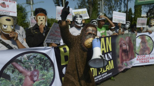 Bolivia e Indonesia encabezan la deforestaci&oacute;n mundial, seg&uacute;n un informe