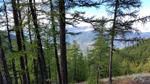 Il 75% delle foreste non &egrave; tutelato, urgenti nuove contromisure