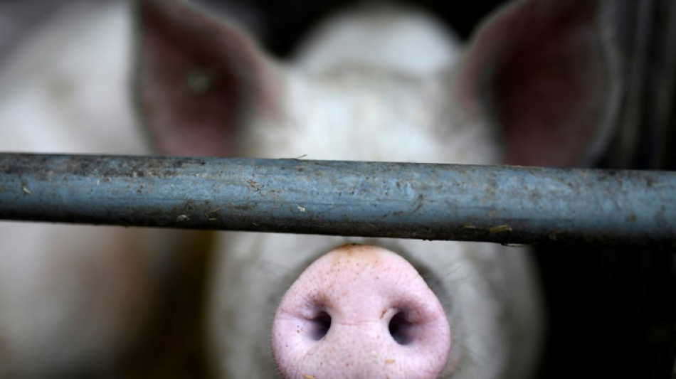 Nordrhein-Westfalen will mit Initiative im Bundesrat f&uuml;r mehr Tierwohl sorgen