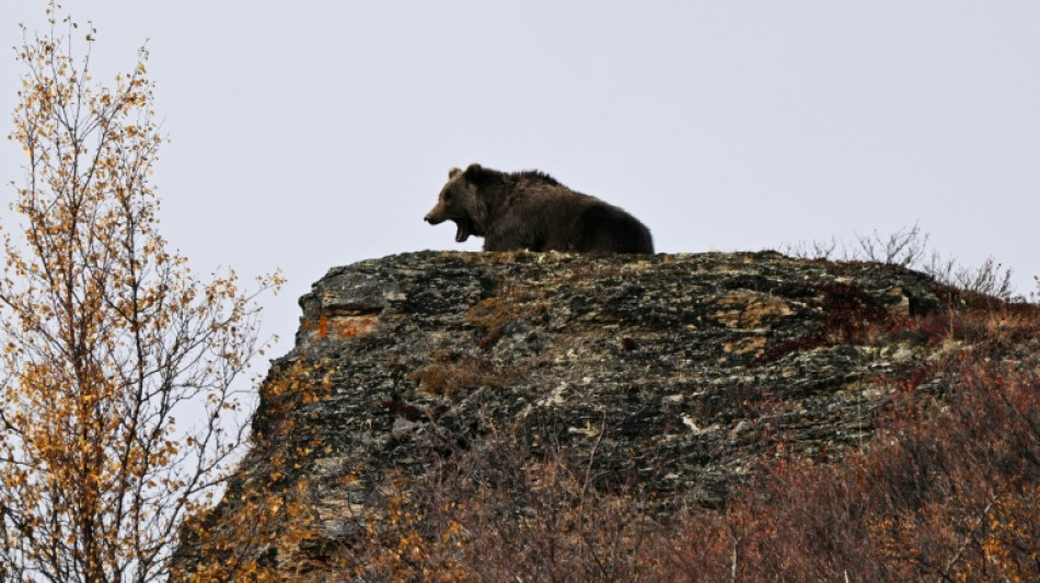 Trump-Regierung weicht Artenschutzgesetz noch weiter auf