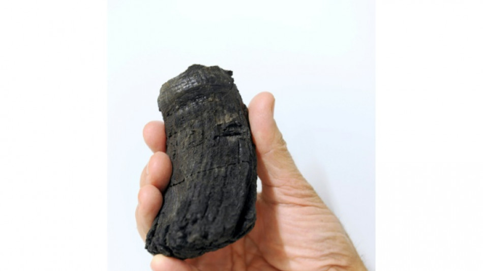 D&eacute;couverte de la plus grosse dent d'un reptile g&eacute;ant pr&eacute;historique