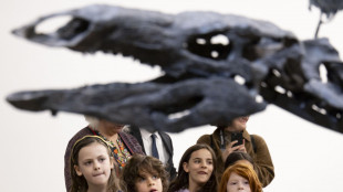 I mostra a New York uno dei pi&ugrave; completi esemplari di stegosauro